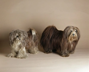 Selective Breeding