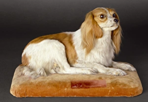 Selective Breeding
