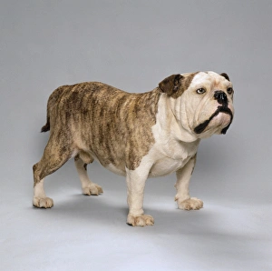 Selective Breeding