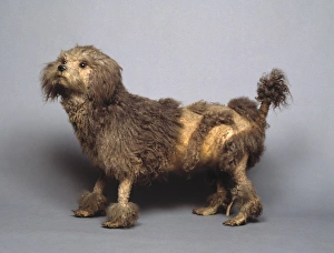 Selective Breeding