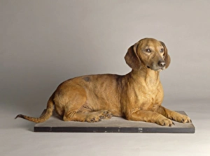 Selective Breeding