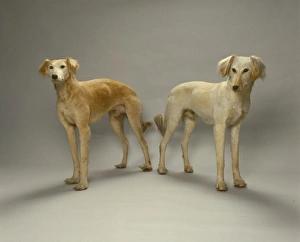 Selective Breeding