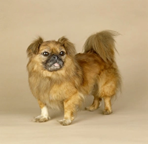 Selective Breeding