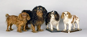 Selective Breeding