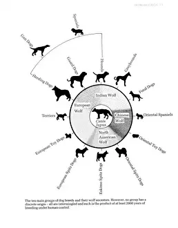 Canis lupus familiaris, dog