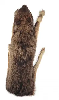 Dorsal Prints: Canis lupus hodophilax, Japanese wolf