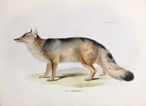Canis Magellanicus