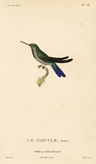Primevere Collection: Canivets emerald, Chlorostilbon canivetii. Almost adult