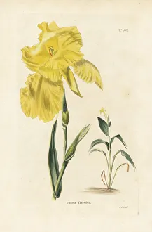 Augusta Gallery: Canna flaccida