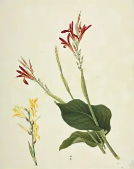 Stalk Prints: Canna indica, Indian shot