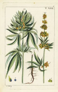 Buds Prints: Cannabis plant, Cannabis sativa