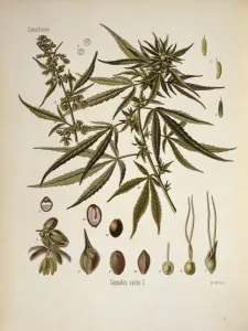 Cannabis Prints: Cannabis sativa, cannabis