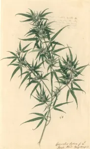 Cannabis Prints: Cannabis sativa, hemp