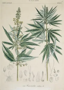 Drug Prints: Cannabis sativa, marijuana