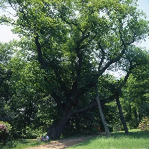 Images Dated 10th June 2019: Cannings Oak, Cliveden, Bucks