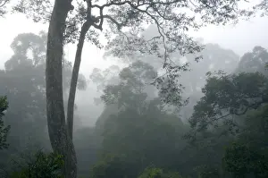 Conservation Prints: The canopy of a primary rainforest in the mist