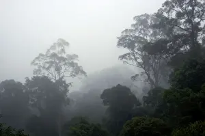 The canopy of a primary rainforest in the mist at dawn