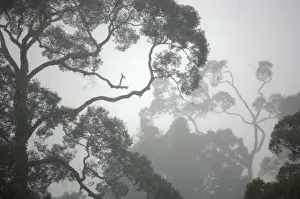 Primary Prints: A canopy of primary rainforest in a rainy and misty day