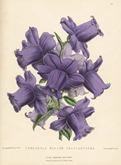 Reeve Prints: Canterbury bells, Campanula medium