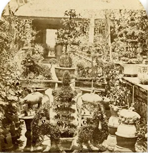 Zambra Prints: Canton. Group of Chinese Plants