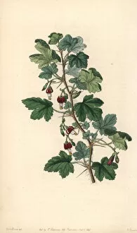 Barclay Gallery: Canyon or Menzies gooseberry, Ribes menziesii