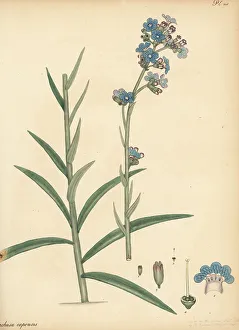 Henry Andrews Prints: Cape alkanet, Anchusa capensis
