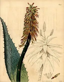 Cape aloe, Aloe ferox