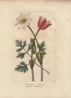 Mordantdelaunay Prints: Cape anemone, Anemone tenuifolia, native to South Africa