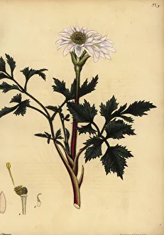 Cape anemone, Anemone tenuifolia