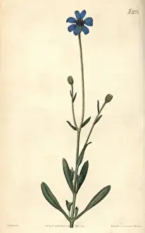 Aster Prints: Cape-Aster-like kaulfussia, Kaulfussia amelloides