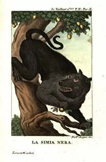 Cape baboon or chacma baboon, Papio ursinus