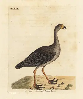 Barren Prints: Cape Barren goose, Cereopsis novae hollandiae