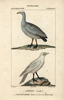 Albus Gallery: Cape Barren goose, Cereopsis novaehollandiae