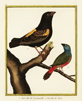 Naturelle Collection: Cape bishop and pin-tailed parrotfinch
