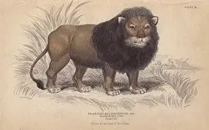 1834 Prints: Cape or black-maned lion, Panthera leo melanochaita