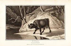 Cape buffalo, Syncerus caffer caffer, male, standing by a riverb
