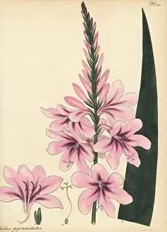 Henry Andrews Prints: Cape bugle-lily, Watsonia borbonica subsp. borbonica