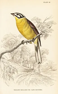 Naturalists Collection: Cape bunting, Emberiza capensis