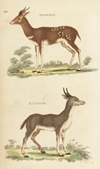 Kearsley Prints: Cape bushbuck and bohor reedbuck