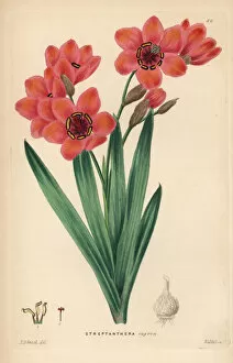 Lindley Gallery: Cape buttercup, Sparaxis elegans