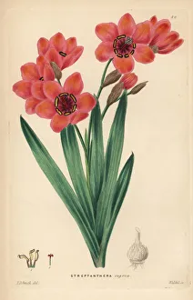 Shrubbery Gallery: Cape buttercup, Sparaxis elegans