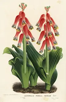 Tricolor Prints: Cape cowslip, Lachenalia bulbifera