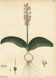 Lee And Kennedy Prints: Cape cowslip, Lachenalia nervosa