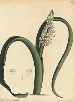 Henry Andrews Prints: Cape cowslip, Lachenalia pallida