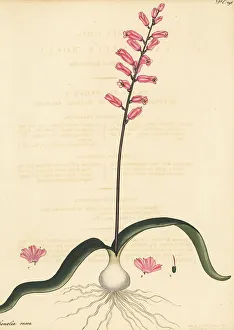 Hibbertian Collection Prints: Cape cowslip, Lachenalia rosea