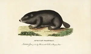 Cape dune mole rat, Bathyergus suillus