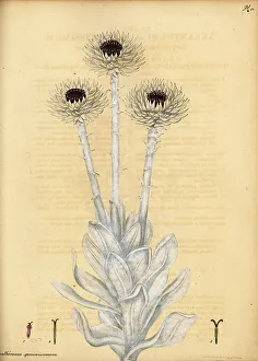 Masson Prints: Cape everlasting, Syncarpha speciosissima