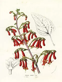 Fuchsia Collection: Cape figwort or cape fuchsia, Phygelius capensis