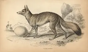 Backed Prints: Cape fox, cama fox or silver-backed fox, Vulpes chama