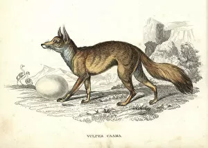 Ostrich Collection: Cape fox with ostrich egg